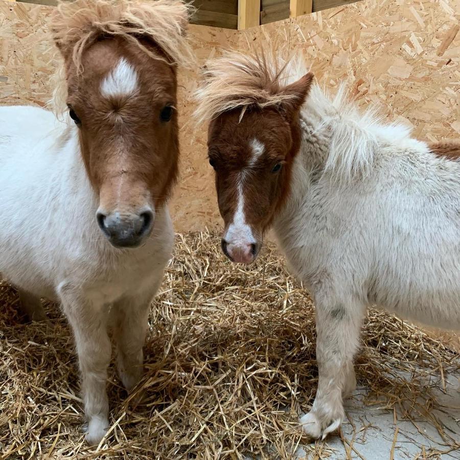 Delny Glamping And Farm Animals Invergordon Exterior foto